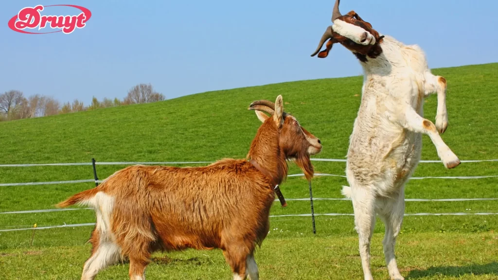 Two goats playing in a grassy field - Can You Have Goats in Killeen TX
