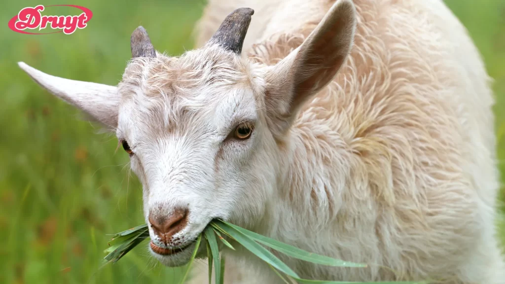 Goat eating grass in a green pasture - Can You Have Goats in Killeen TX