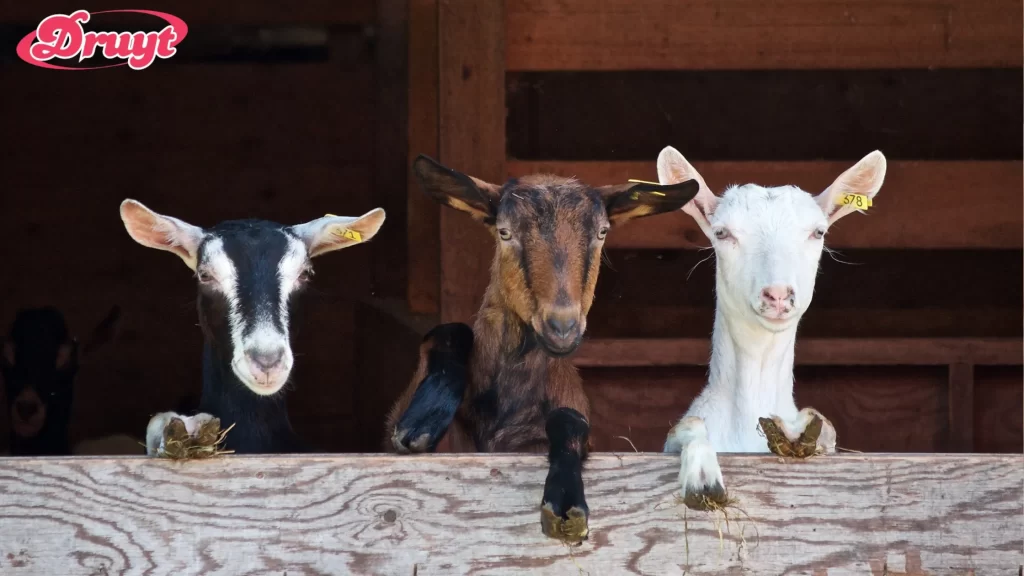 Three goats looking over a fence - Can You Have Goats in Killeen TX