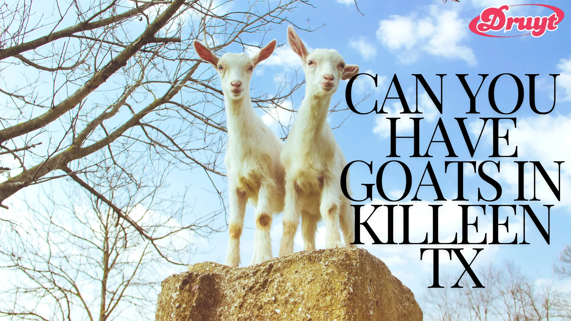 Two young goats standing on a rock - Can You Have Goats in Killeen TX