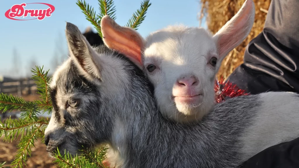 Close-up of two baby goats cuddling - Can You Have Goats in Killeen TX