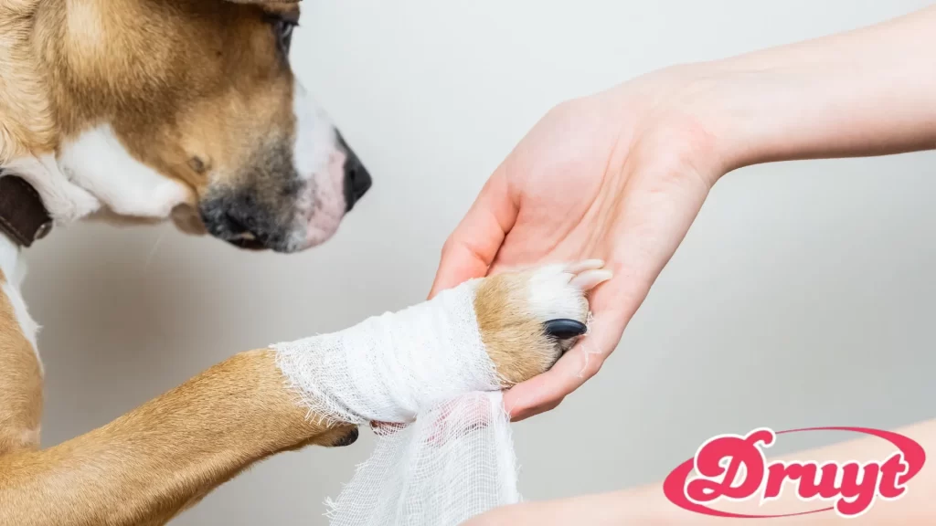 The image shows a dog with a bandaged paw while a person gently holds and wraps the injured area. It highlights a common concern among pet owners: "Can you put Neosporin on a dog?" as they seek effective ways to treat minor wounds and ensure proper healing for their pets.