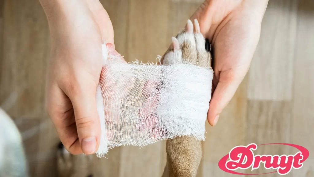 The image shows a person carefully wrapping a dog's paw with a bandage, likely treating an injury. The scene raises the question, "Can you put Neosporin on a dog?" as pet owners may wonder if this common ointment is suitable for treating wounds on their dogs.