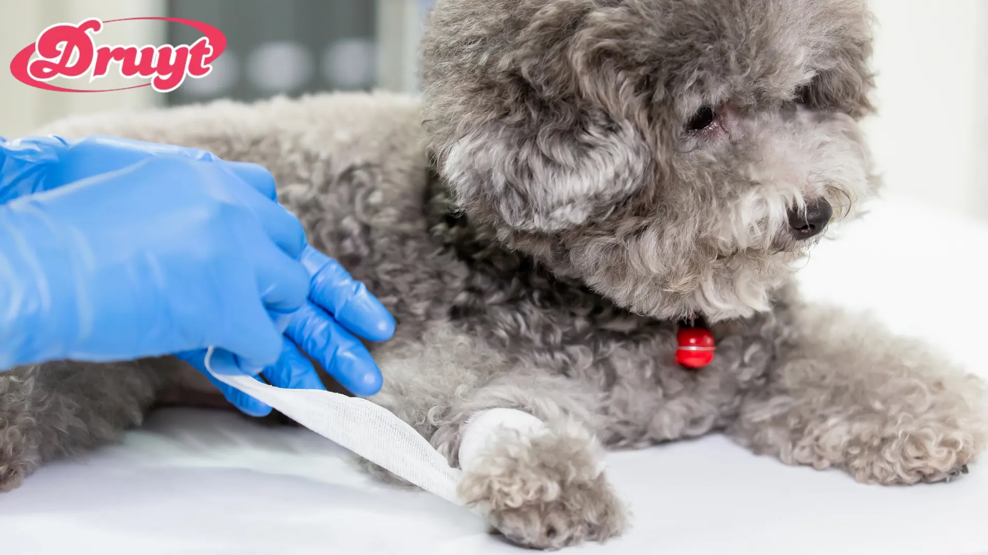 The image shows a fluffy dog with a bandaged paw, while someone wearing blue gloves carefully wraps the bandage around the dog's leg. The focus is on the dog's care, raising the question, "Can you put Neosporin on a dog?" when treating minor wounds.